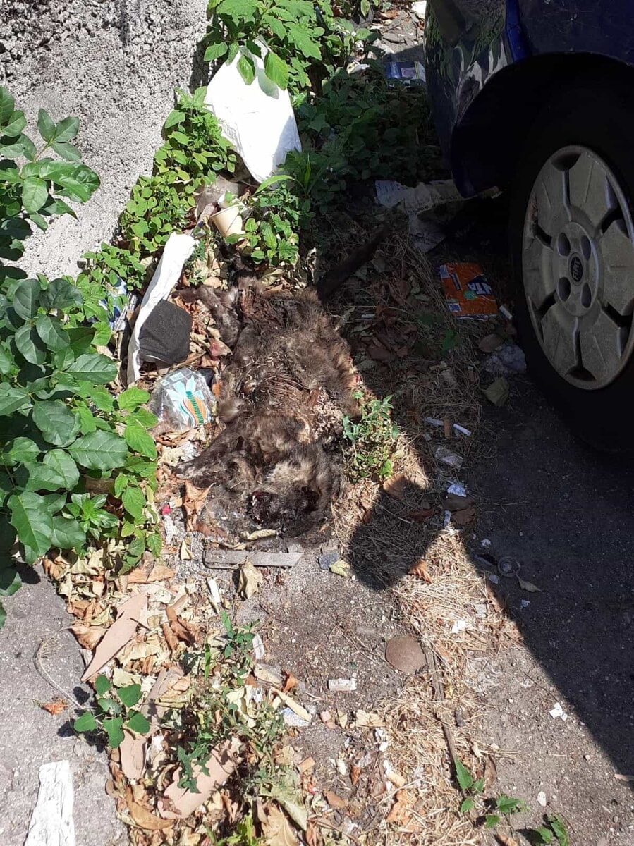Carcasse di gatti e topi, perdite d’acqua, erba incolta e rifiuti: Salerno necessita di manutenzione e pulizia