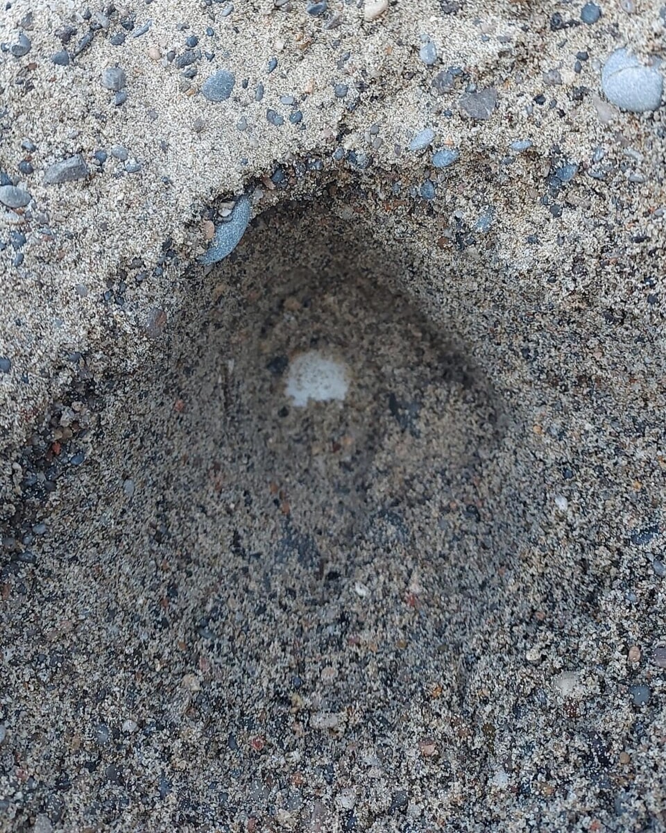 Marina di Camerota, individuato il terzo nido di Caretta Caretta