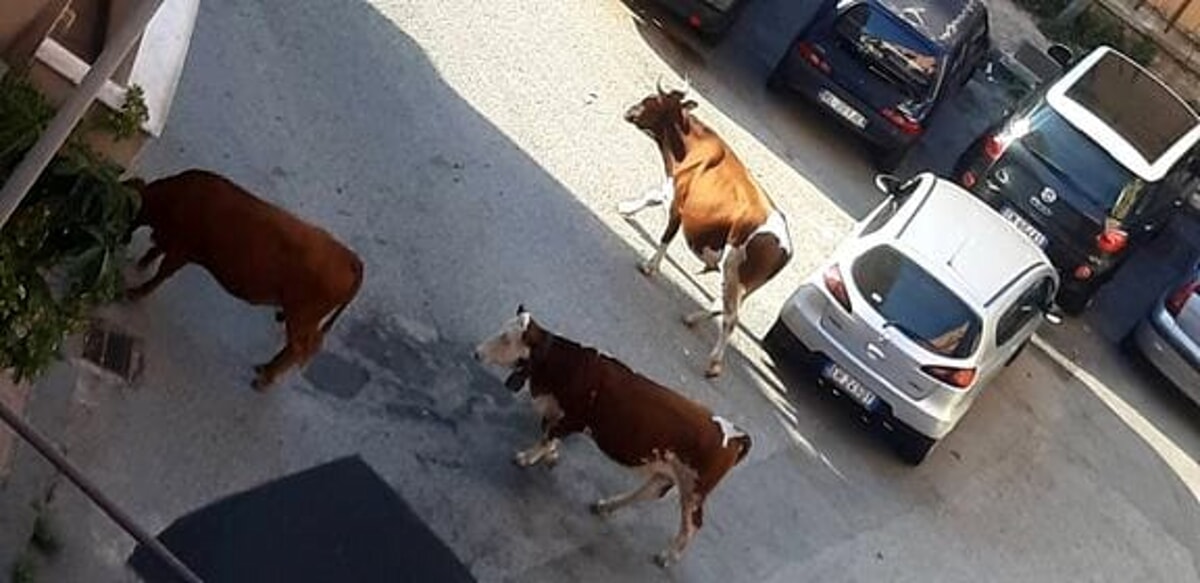 Mucche vaganti in via Sichelgaita, i residenti: “Nessun controllo”