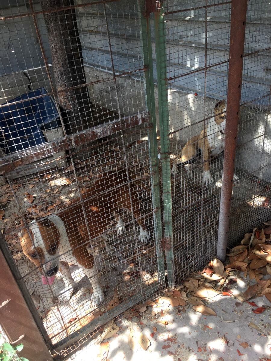 Cani in gabbia senza cibo e uno morto ancora legato: denunciato uomo a Bellizzi