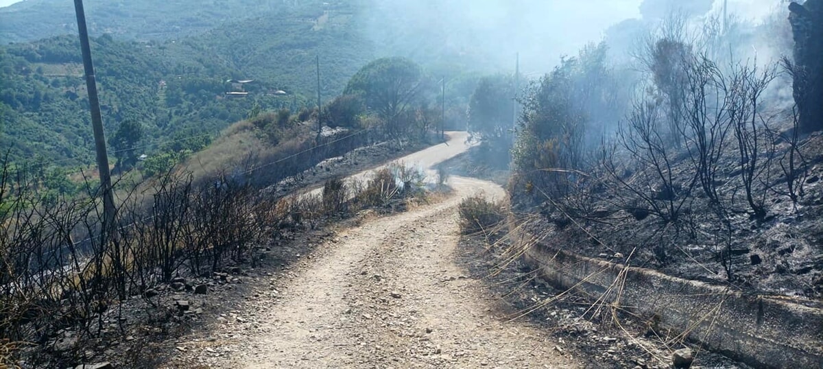 Omignano, incendio distrugge due ettari di bosco