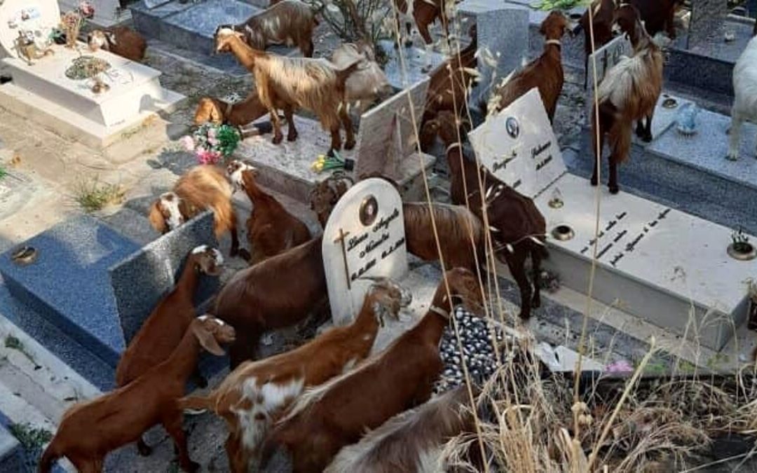 Capre e pecore in “visita” al cimitero di Salerno, l’avvocato Gallo: “Tra le tombe c’è quella di mio padre”