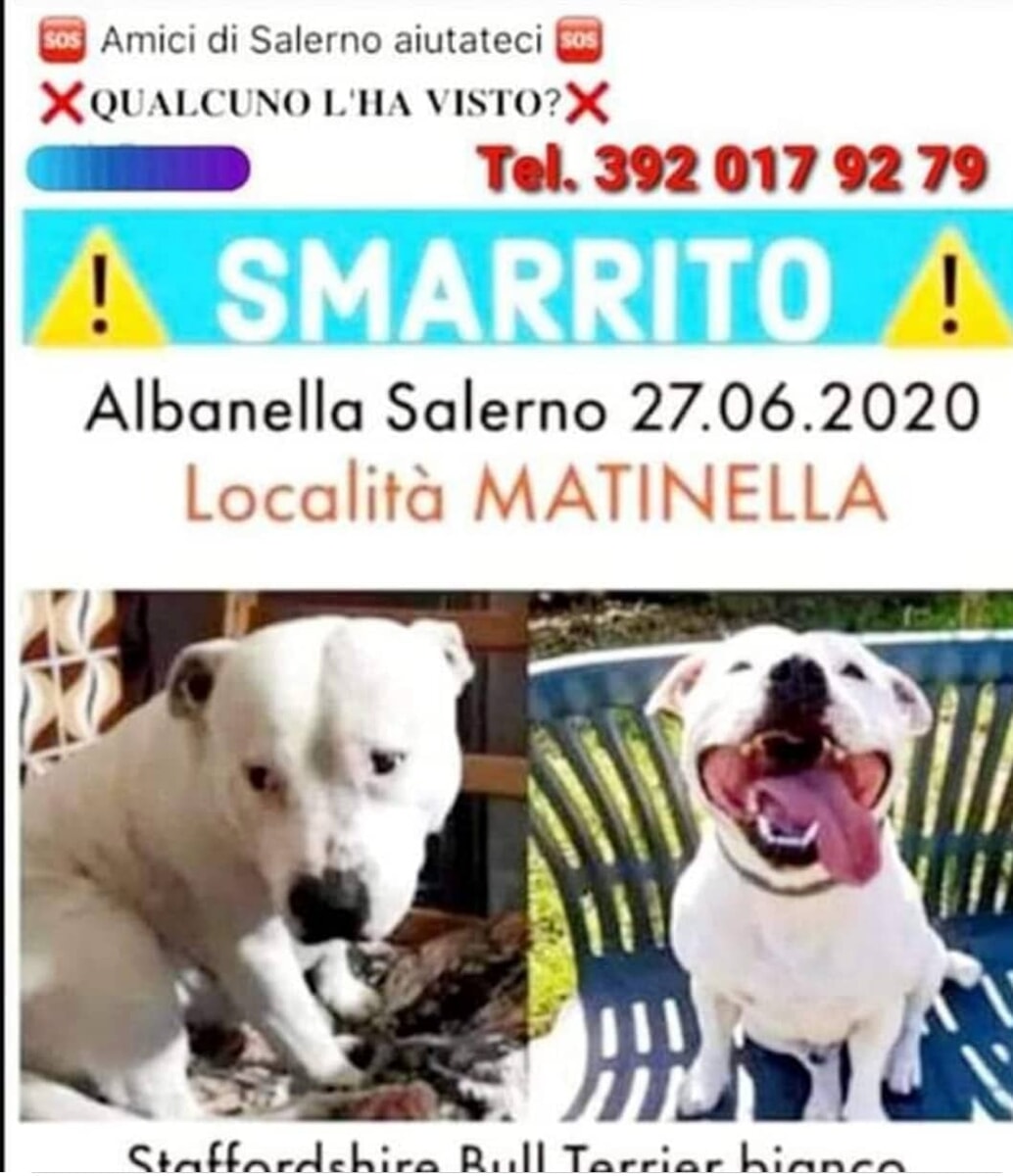 Scomparso uno Staffordshire Bull Terrier a Matinella di Albanella, i proprietari: “Aiutateci!”