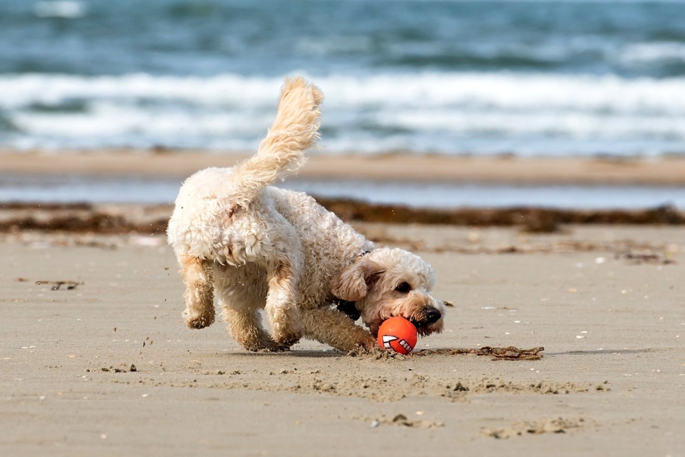 Vacanze al mare: i giochi da organizzare con il proprio cane