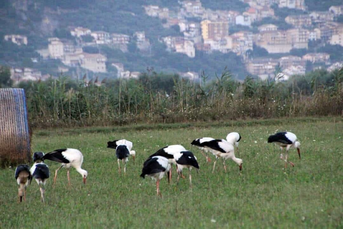 Sorpresa a Teggiano: un gruppo di cicogne fa sosta durante il viaggio verso l’Africa