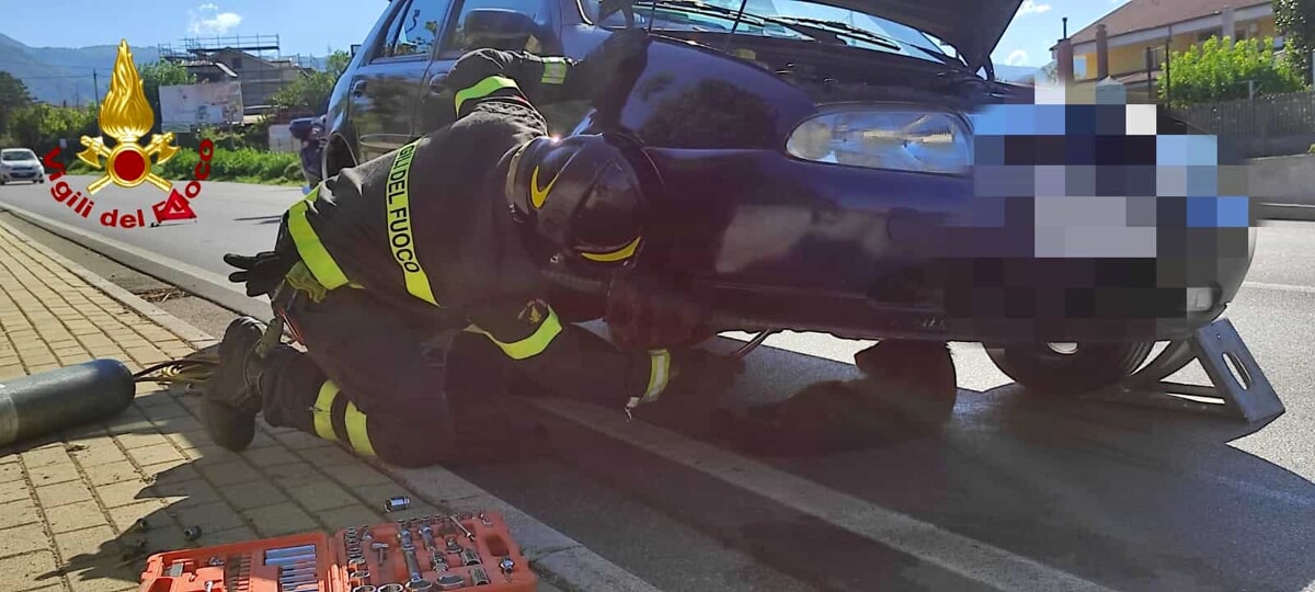 Cane investito da auto a Giffoni Valle Piana: salvato dai vigili del fuoco
