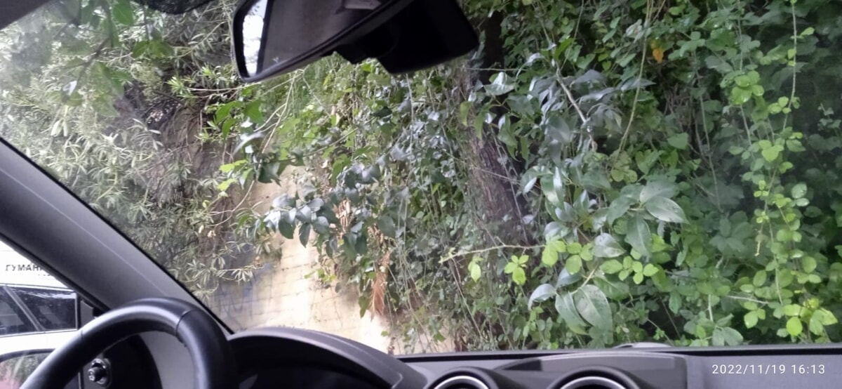 “Sembra la foresta amazzonica”: l’appello di un residente di via Bottiglieri