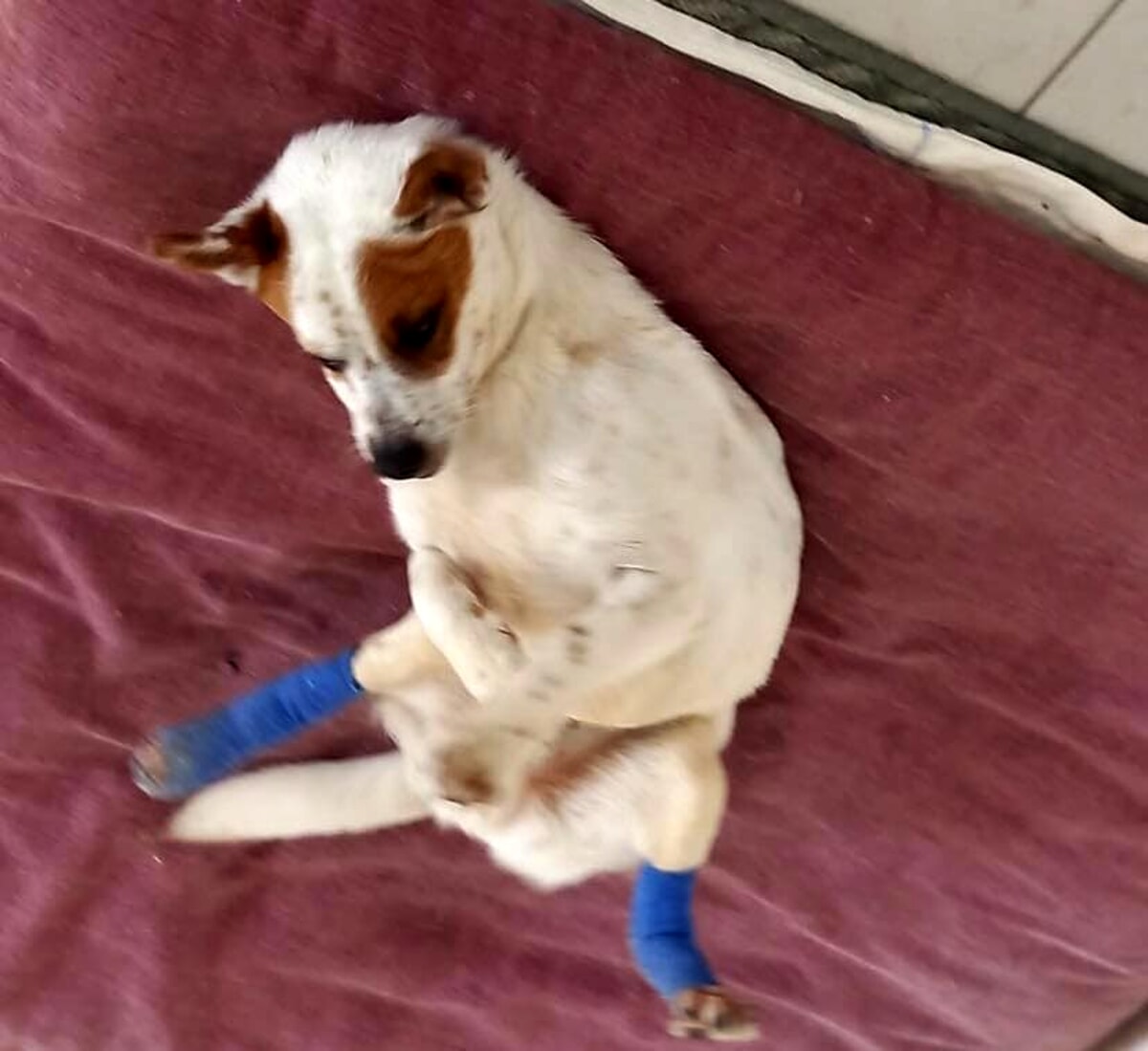 SOS per Turbo: l’appello della Lega del Cane per medicargli le zampette
