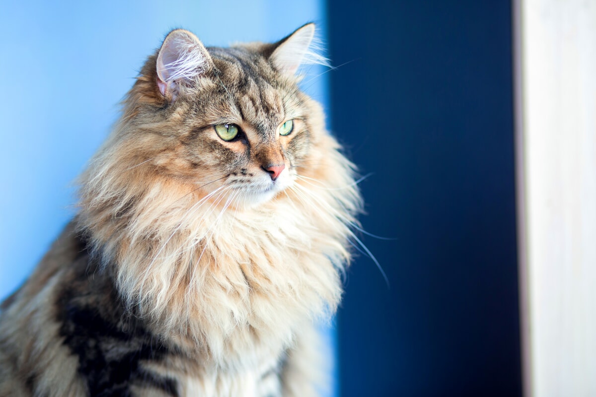 Gatto siberiano: origine e caratteristiche di questo magnifico felino