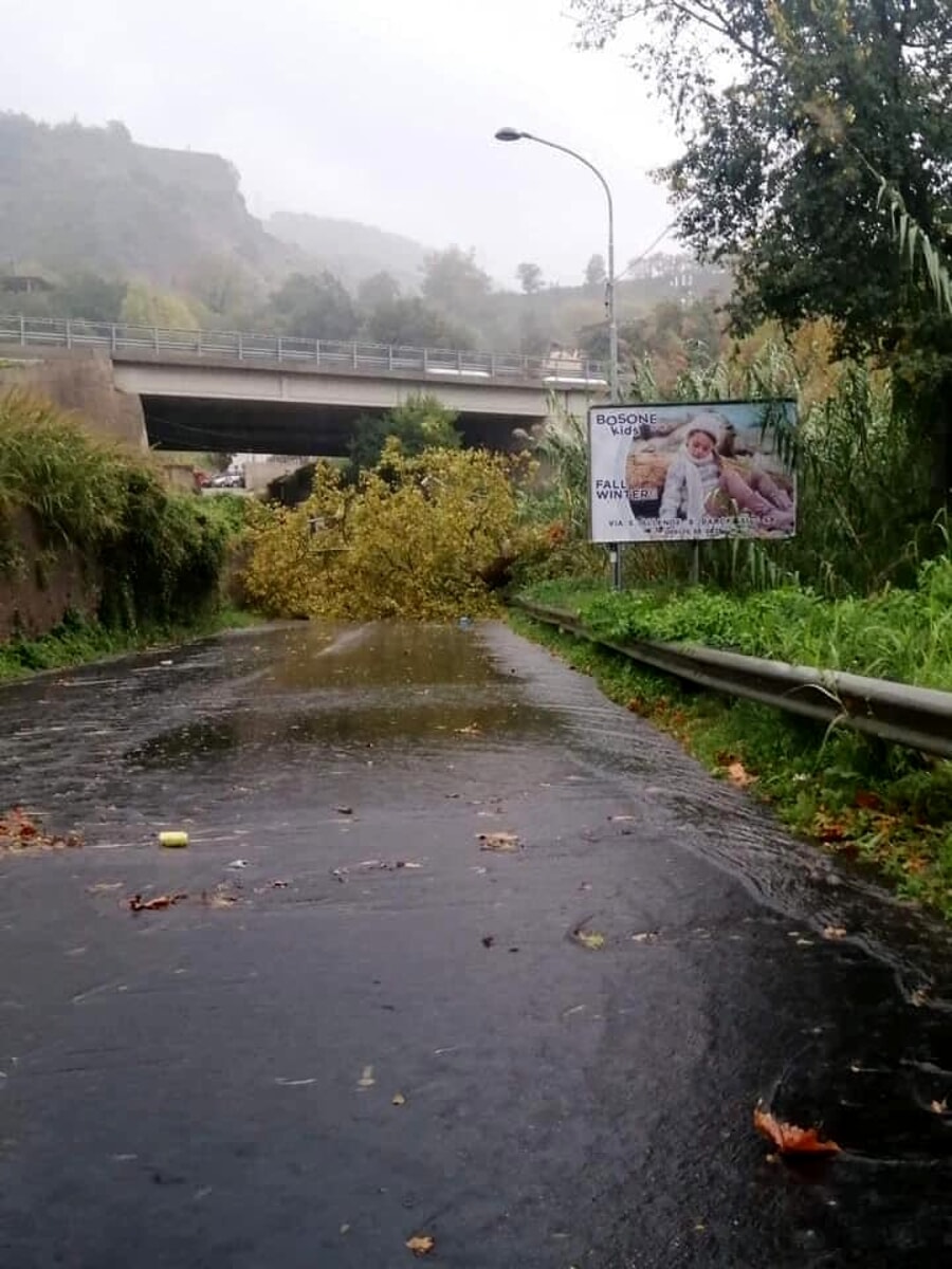 Maltempo: albero cade tra Pellezzano e Salerno, danni all’azienda Grafica Metelliana