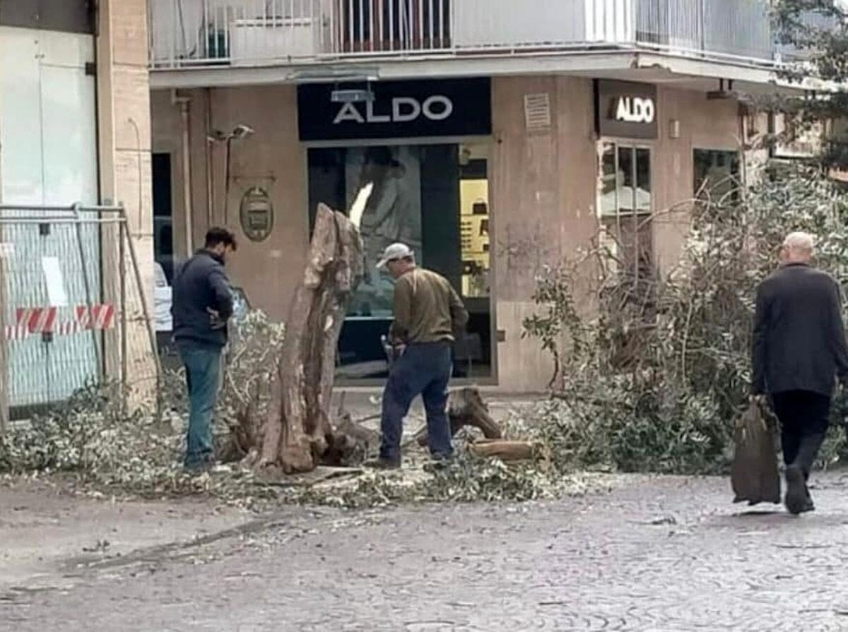 Tagliano albero sul Corso di Salerno, l’ira del sindaco: “Saranno puniti”