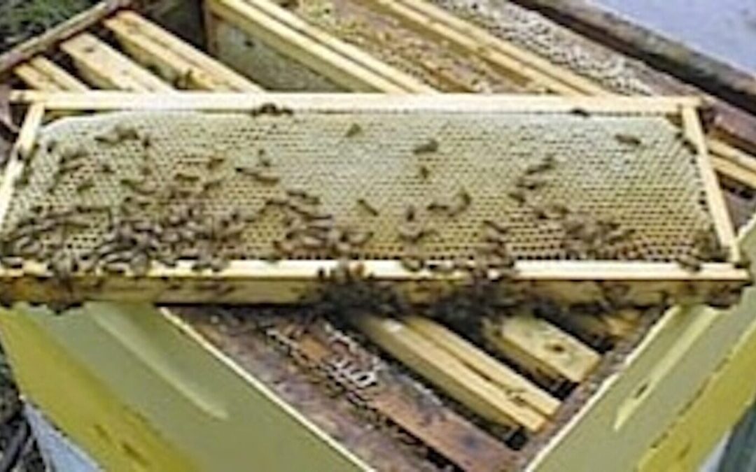 Rubano arnie in legno contenenti “famiglie di api” a Nocera Inferiore: arrestati due giovani