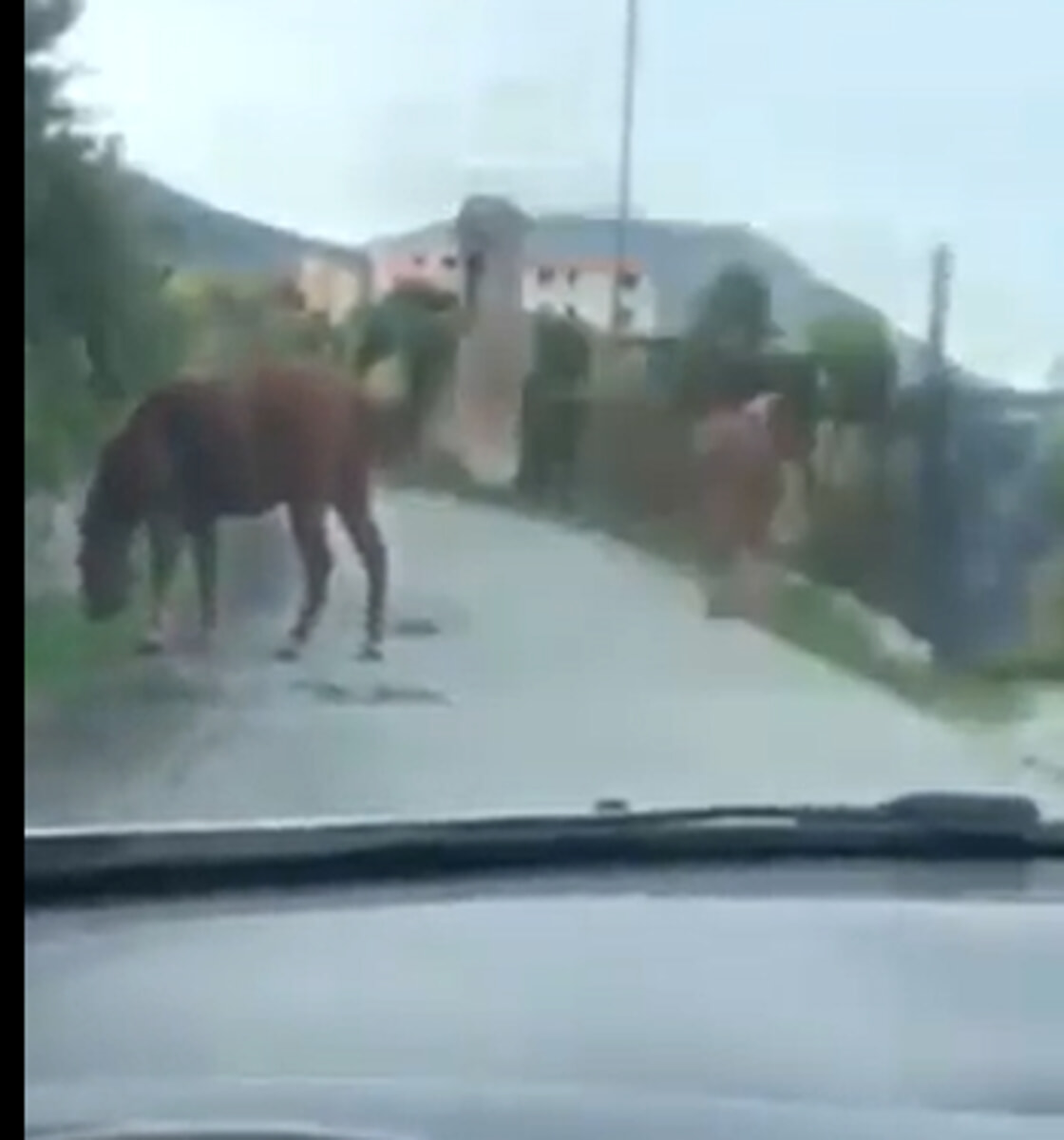 Animali vaganti a Dragonea, insorge il Comitato: “A rischio la sicurezza degli automobilisti”