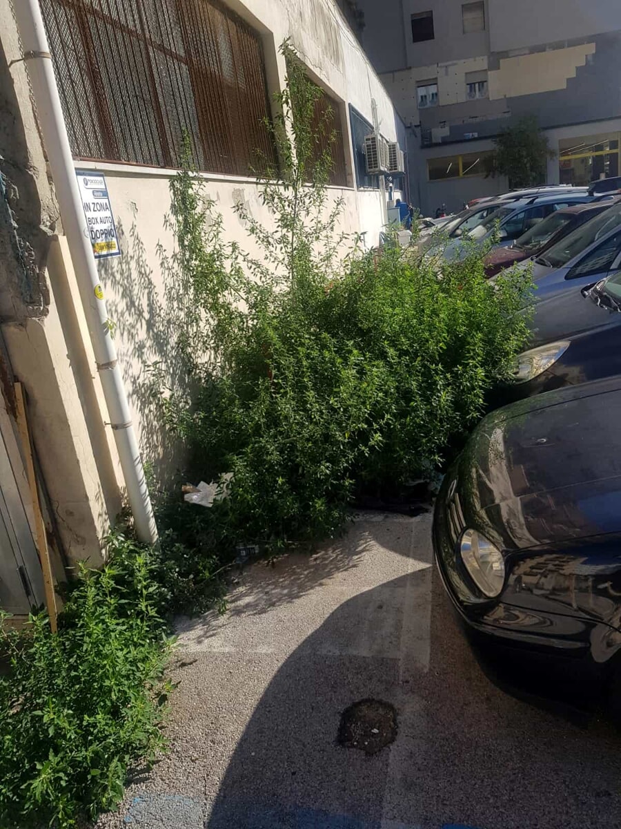 Erbacce e rifiuti, segnalazioni di degrado lungo le strade di Salerno