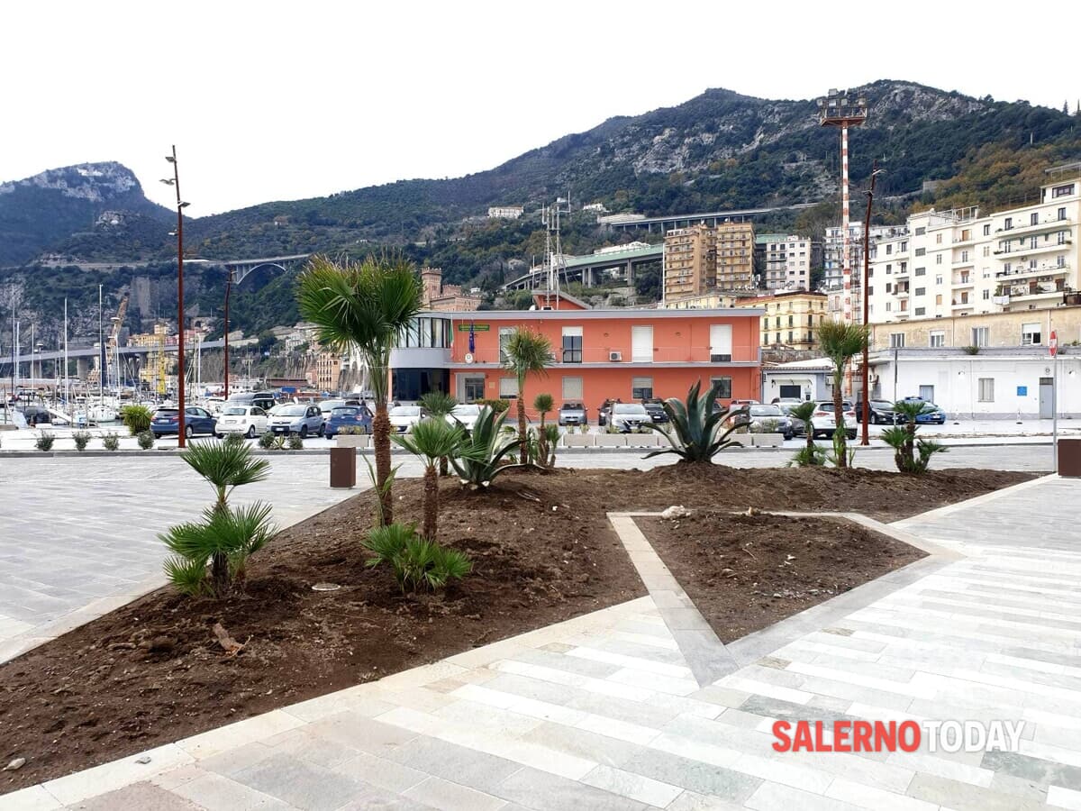 Salerno, spuntano nuove alberature al Molo Manfredi e in via Dalmazia