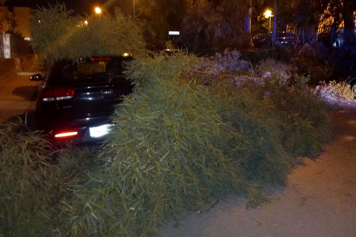 Violente raffiche di vento nella notte: cade un grosso albero a Salerno città, dramma sfiorato
