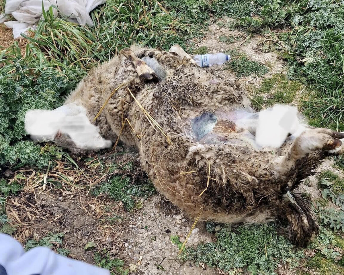 Choc a Capaccio, rinvenuta un’altra carcassa di pecora tra i rifiuti