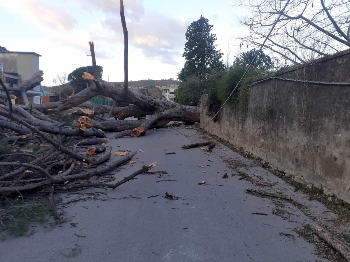 Allerta meteo e danni: il vento abbatte un pino secolare a Roccapiemonte, chiusa una scuola