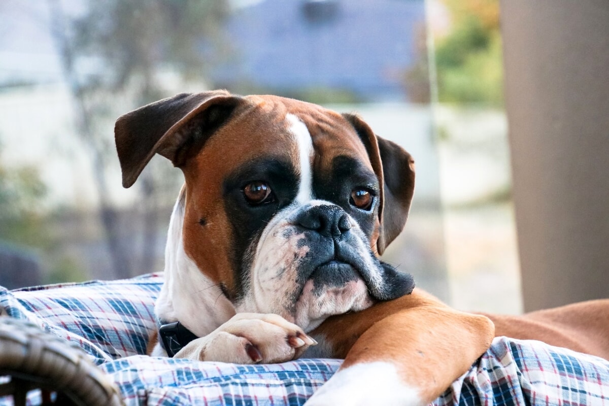 Boxer: origini, carattere e salute di un cane affettuoso e giocherellone