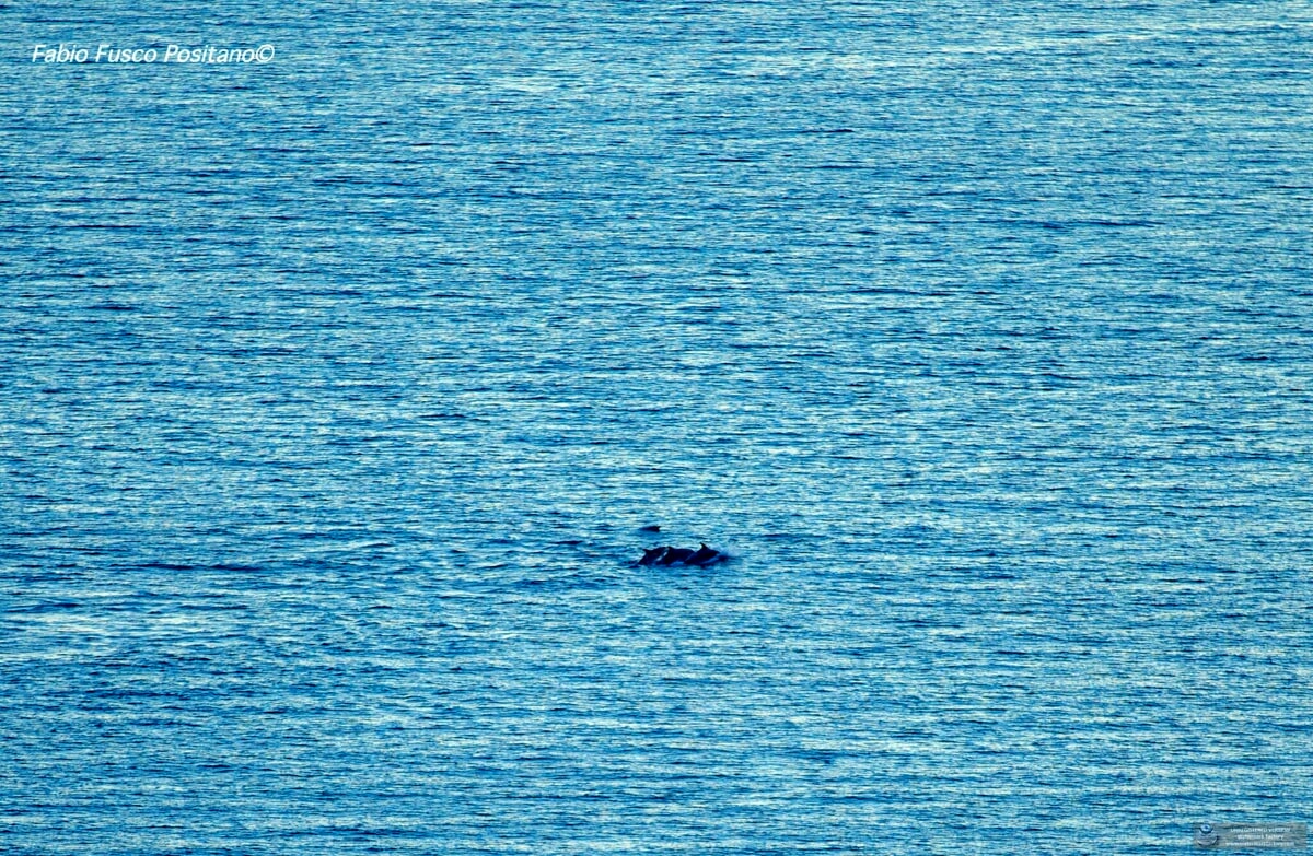 Curiosità, il ritorno dei Delfini a Positano: lo scatto è virale