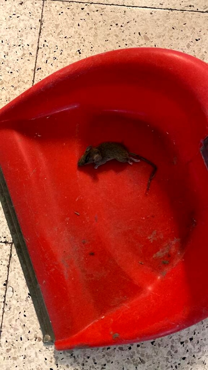 Infiltrazioni d’acqua ed escrementi di topi nelle aule: il sopralluogo dei vigili in una scuola di Eboli