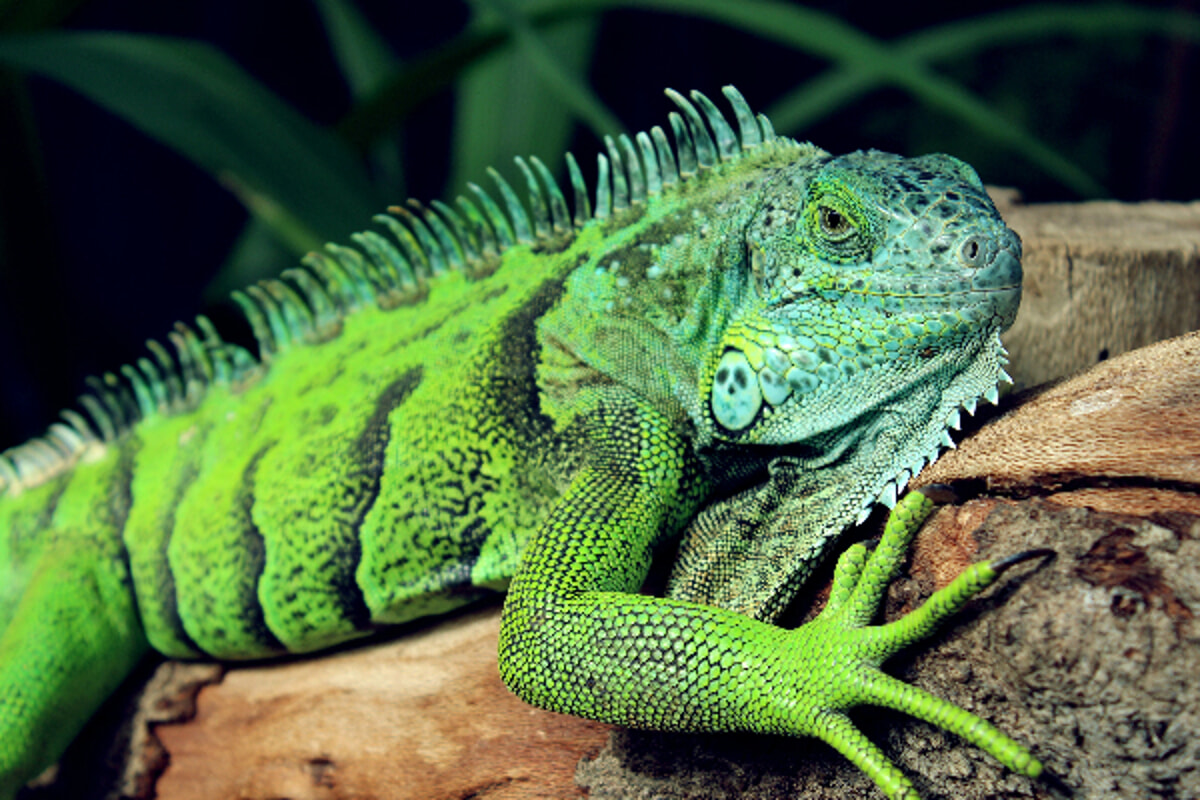 Iguana come animale domestico: tutto quello che bisogna sapere