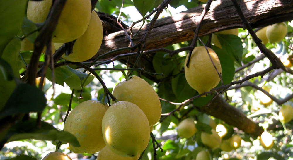 A Dragonea è tempo di “Festa del Limone”: il programma delle due serate