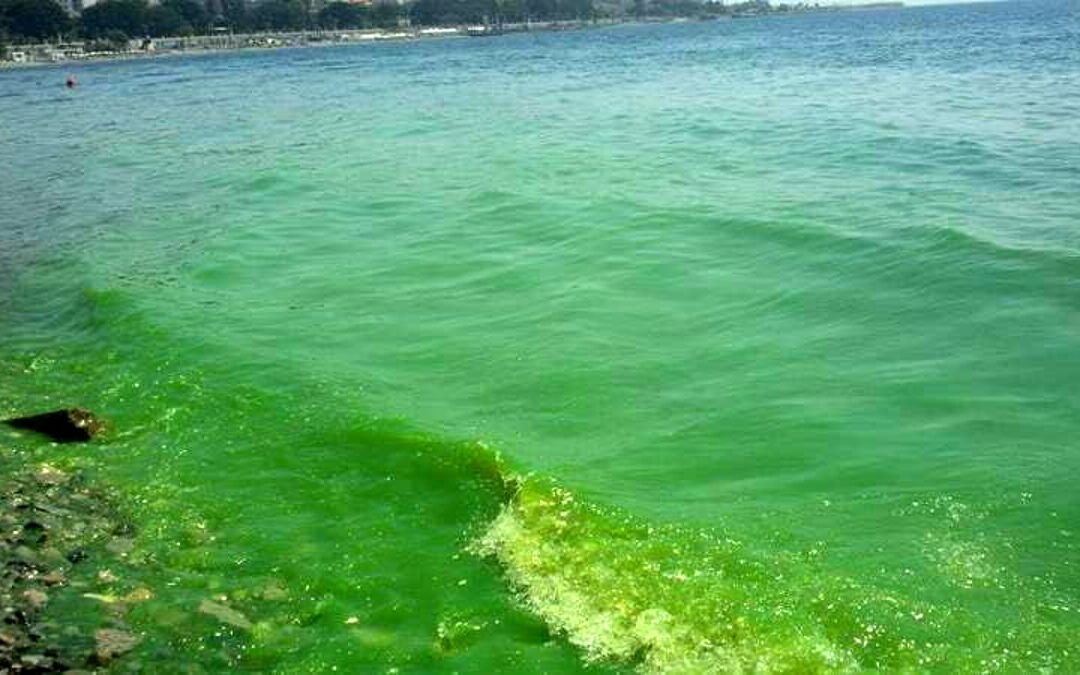Mare verde brillante nel salernitano, l’IZSM: “Dipende dalle alghe”