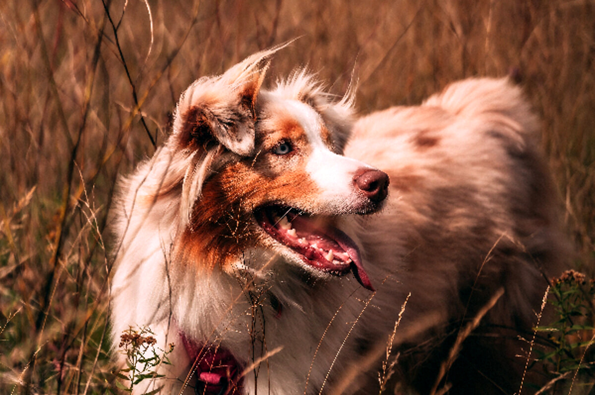 Cani e fobia del vento: sintomi e rimedi