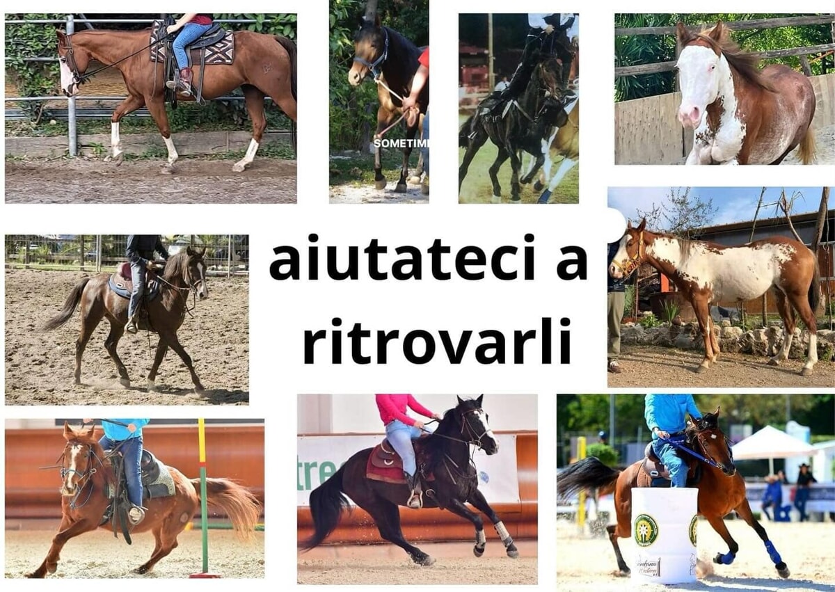 Rubati nove cavalli al centro equestre “Madre terra” di Baronissi, l’appello: “Aiutateci a ritrovarli”
