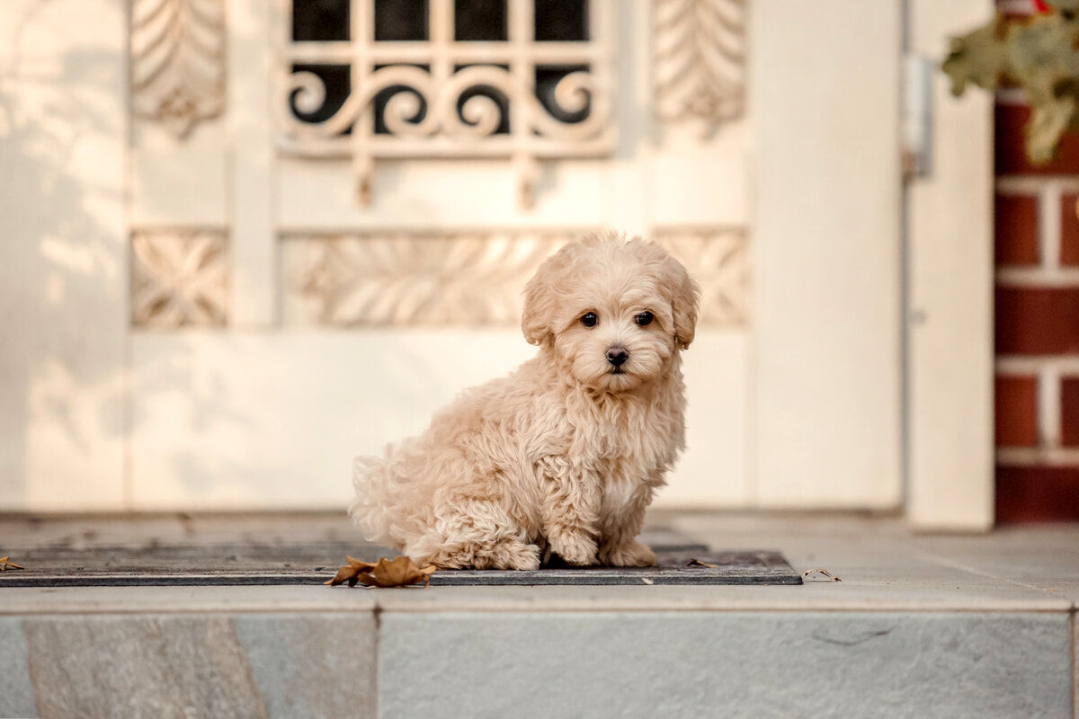 Maltipoo: origini, carattere e cure del cane dal carattere dolcissimo