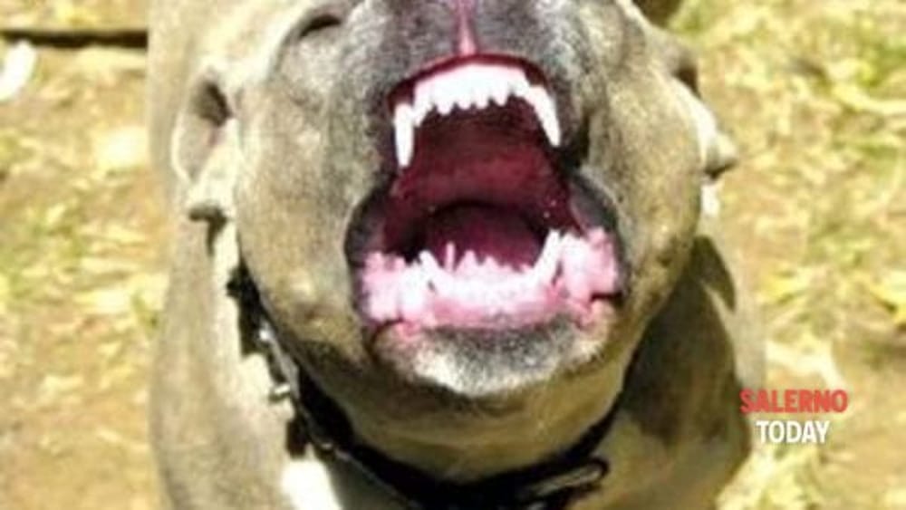 Bimbo ucciso dai pitbull, parla il veterinario dell’Asl: “I cani non verranno abbattuti, al momento”